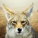 Cazar Coyote‎