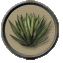Agave.png