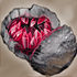 Archivo:Geode rouge.png
