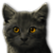 Kitty.png